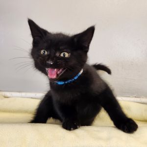 Chevy, Baby Male Domestic Short Hair