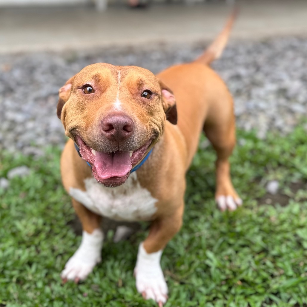 Ewa, an adoptable Pit Bull Terrier, Dachshund in Keaau, HI, 96749 | Photo Image 1