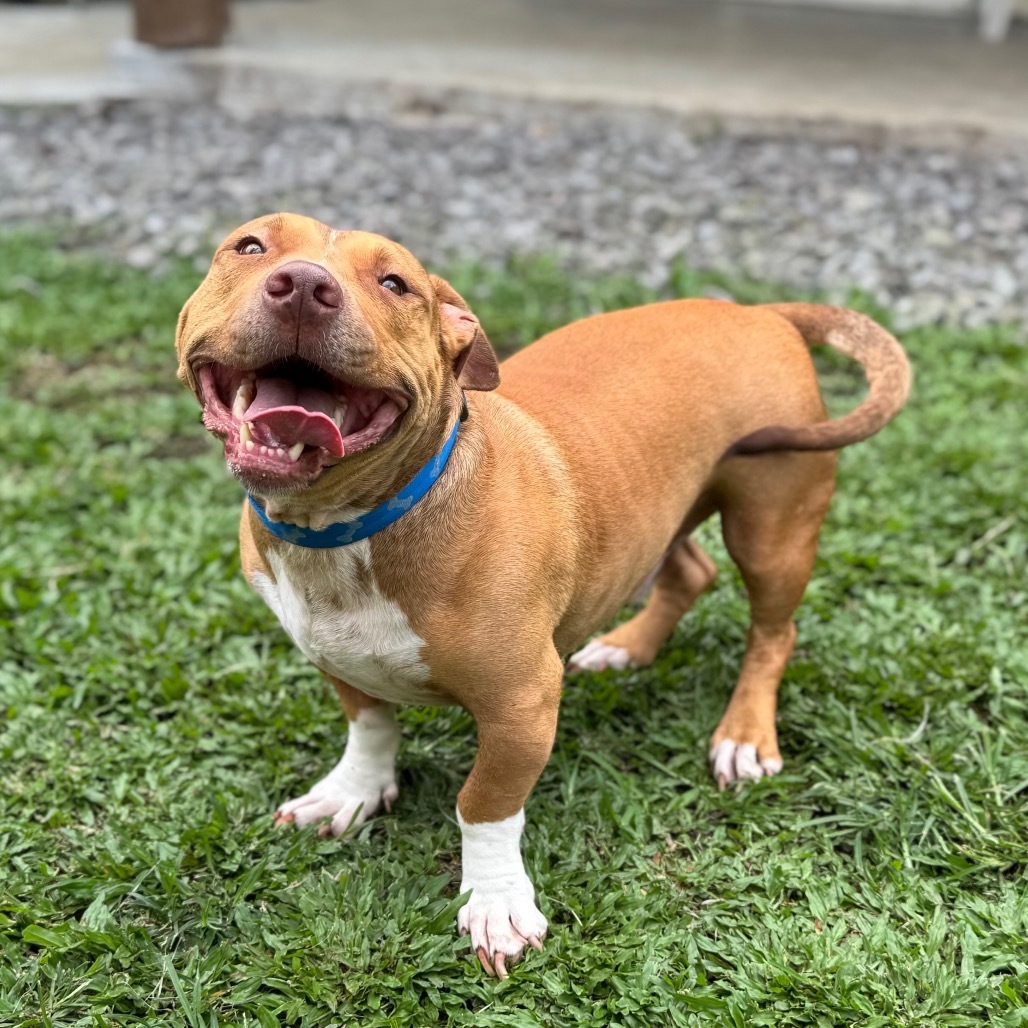 Ewa, an adoptable Pit Bull Terrier, Dachshund in Keaau, HI, 96749 | Photo Image 2