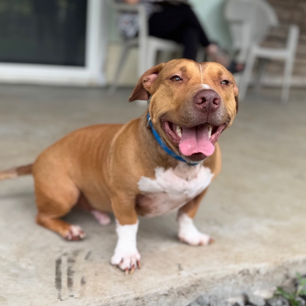 Ewa, an adoptable Pit Bull Terrier, Dachshund in Keaau, HI, 96749 | Photo Image 3
