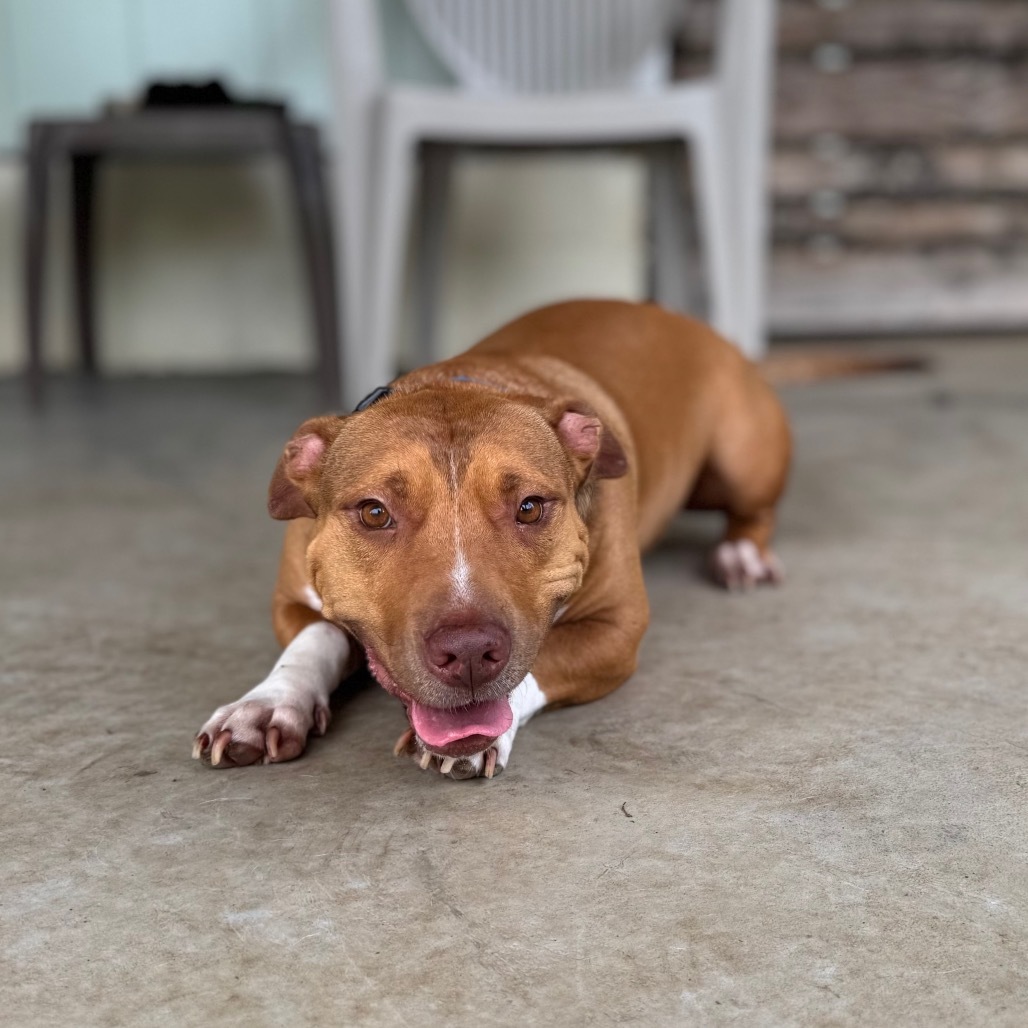 Ewa, an adoptable Pit Bull Terrier, Dachshund in Keaau, HI, 96749 | Photo Image 4