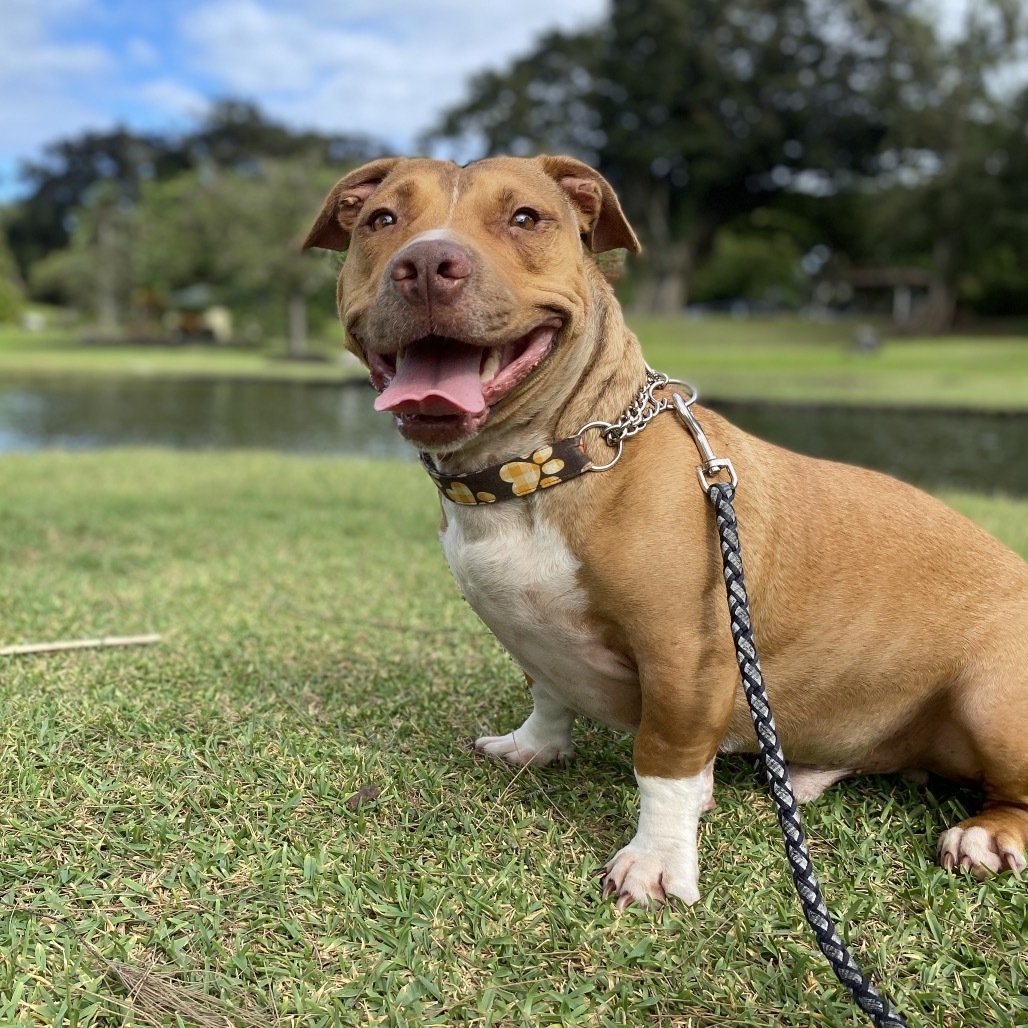 Ewa, an adoptable Pit Bull Terrier, Dachshund in Keaau, HI, 96749 | Photo Image 5