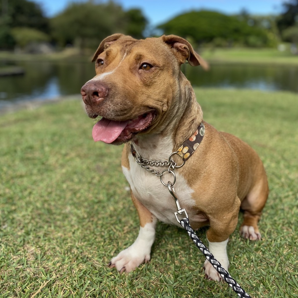 Ewa, an adoptable Pit Bull Terrier, Dachshund in Keaau, HI, 96749 | Photo Image 6