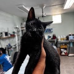 Noche, an adoptable Domestic Short Hair in Vieques, PR, 00765 | Photo Image 1