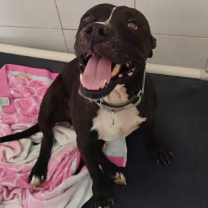 Goji, Adult Male Mixed Breed