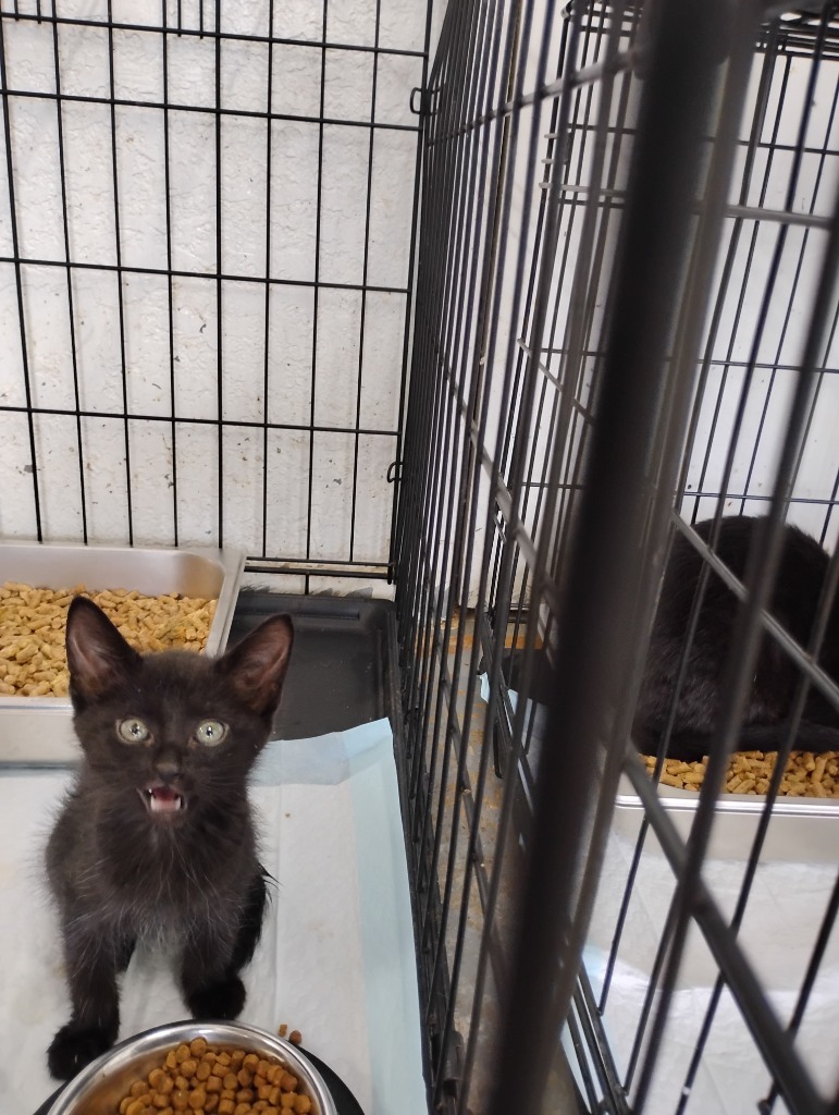 Raven, an adoptable Domestic Short Hair in Brownwood, TX, 76801 | Photo Image 1