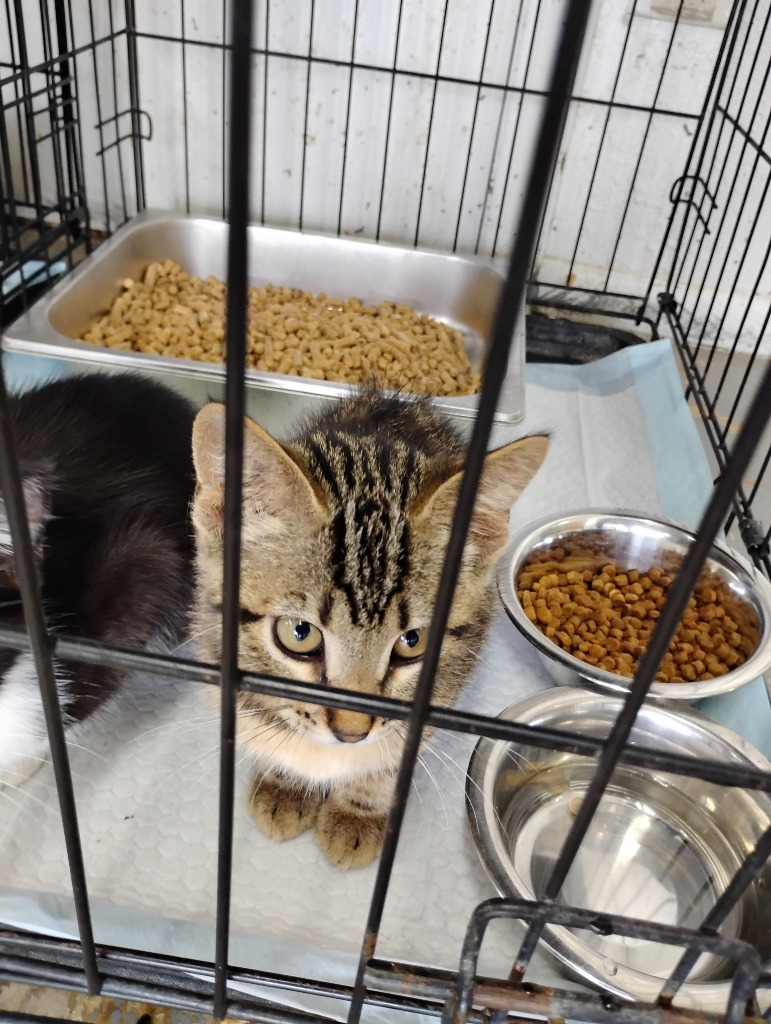Zion, an adoptable Domestic Short Hair in Brownwood, TX, 76801 | Photo Image 1