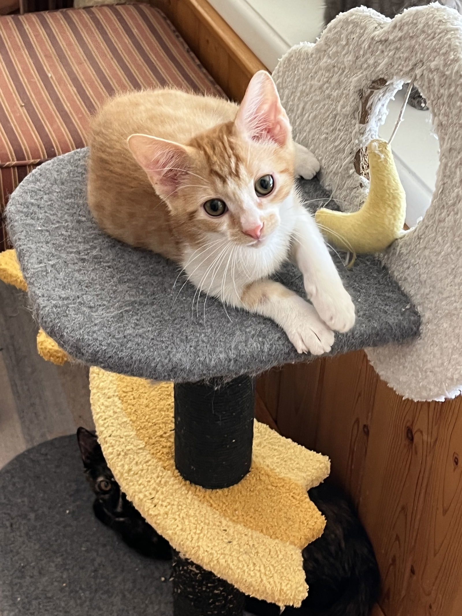 Wiley
