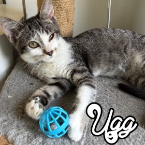 UGG, Baby Male Domestic Short Hair