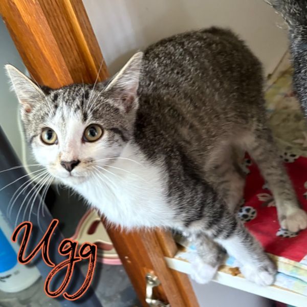 Pet Image