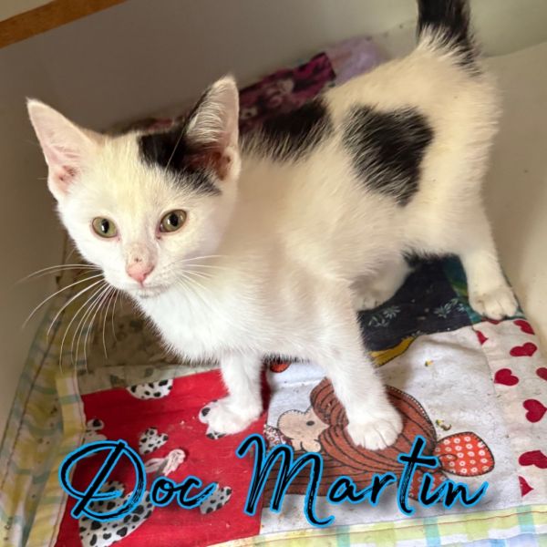 Pet Image