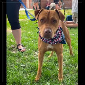 Cookie, Young Female Mixed Breed