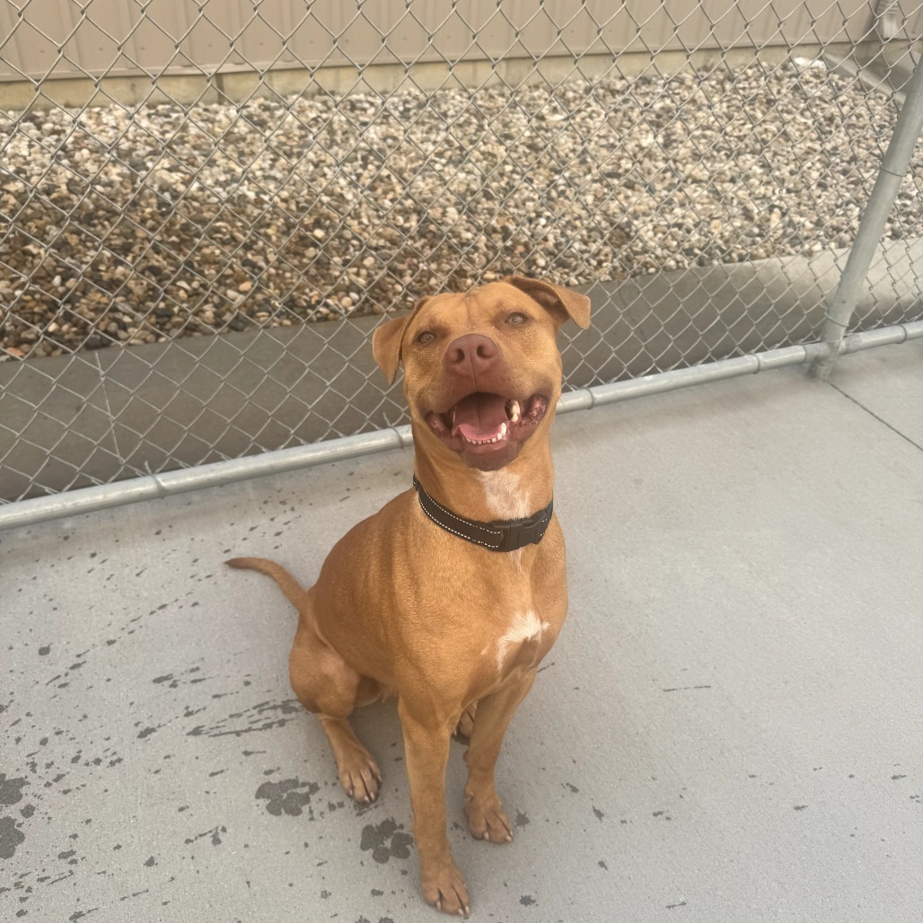 Cookie, an adoptable Mixed Breed in Bismarck, ND, 58507 | Photo Image 2