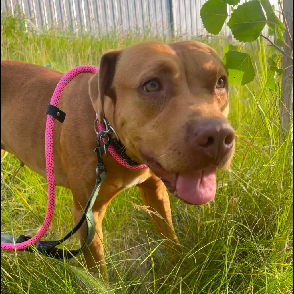 Cookie, an adoptable Mixed Breed in Bismarck, ND, 58507 | Photo Image 3