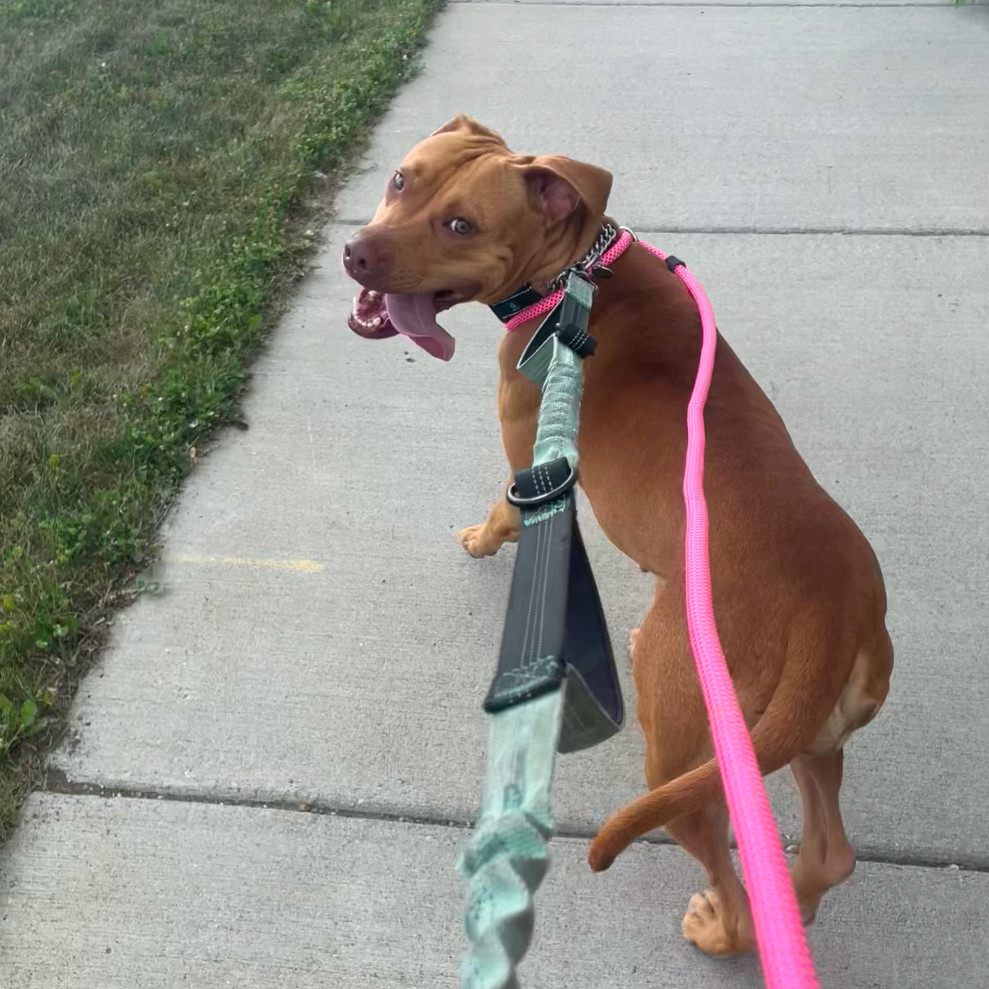 Cookie, an adoptable Mixed Breed in Bismarck, ND, 58507 | Photo Image 4