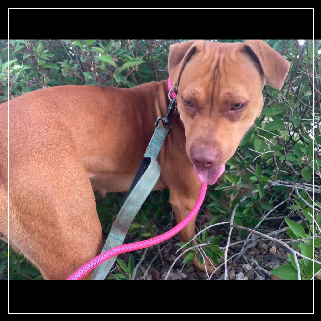 Cookie, an adoptable Mixed Breed in Bismarck, ND, 58507 | Photo Image 5
