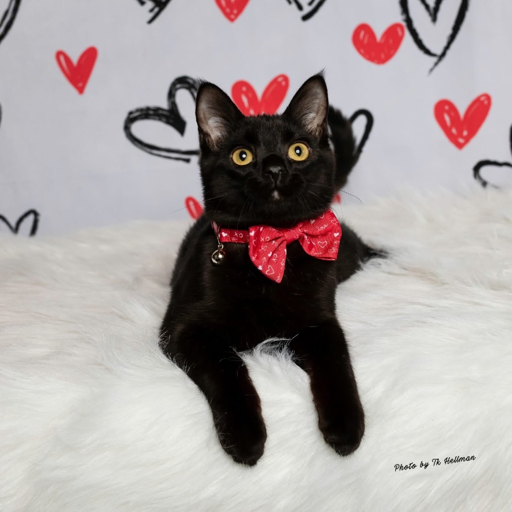 Inky, an adoptable Domestic Medium Hair in Bismarck, ND, 58507 | Photo Image 1