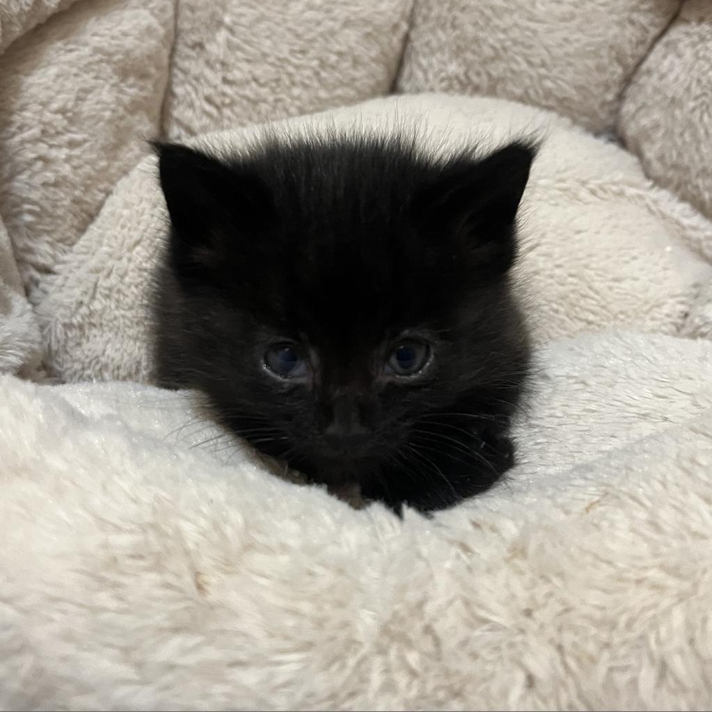 Inky, an adoptable Domestic Medium Hair in Bismarck, ND, 58507 | Photo Image 2