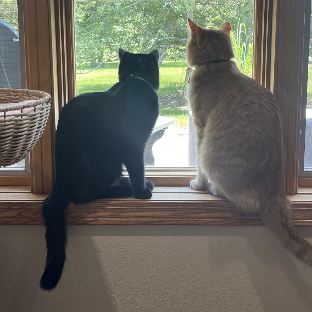 Inky, an adoptable Domestic Medium Hair in Bismarck, ND, 58507 | Photo Image 5