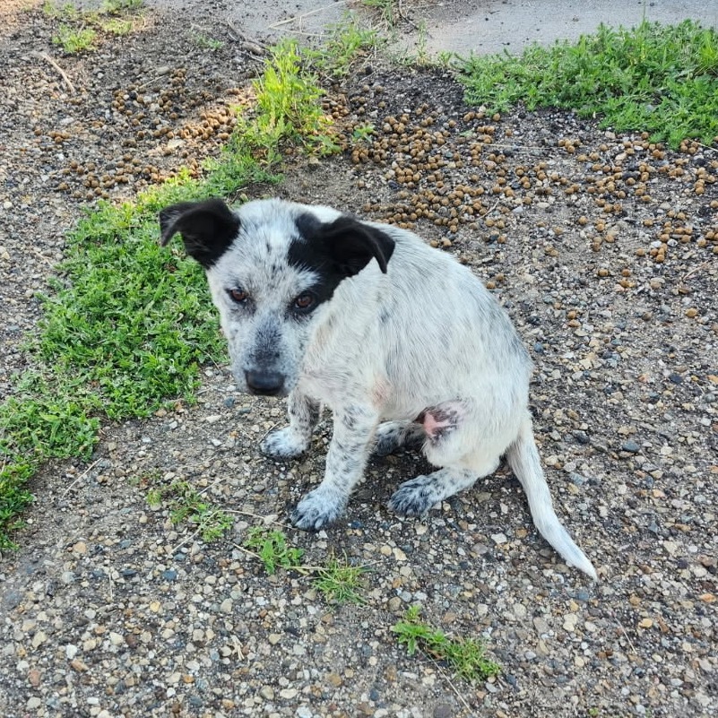 Stormy, an adoptable Mixed Breed in Bismarck, ND, 58507 | Photo Image 2