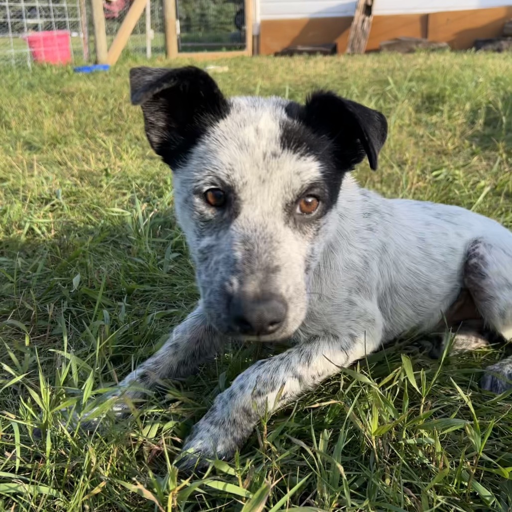 Stormy, an adoptable Mixed Breed in Bismarck, ND, 58507 | Photo Image 3
