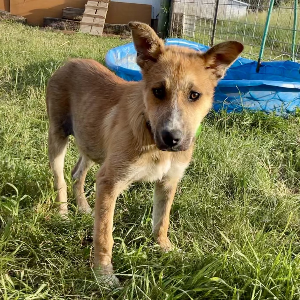 Holly, an adoptable Mixed Breed in Bismarck, ND, 58507 | Photo Image 1