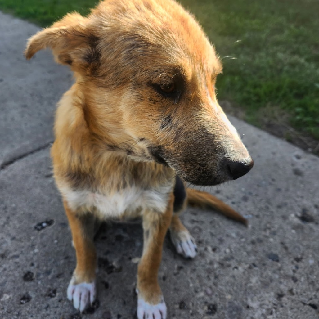 Holly, an adoptable Mixed Breed in Bismarck, ND, 58507 | Photo Image 2