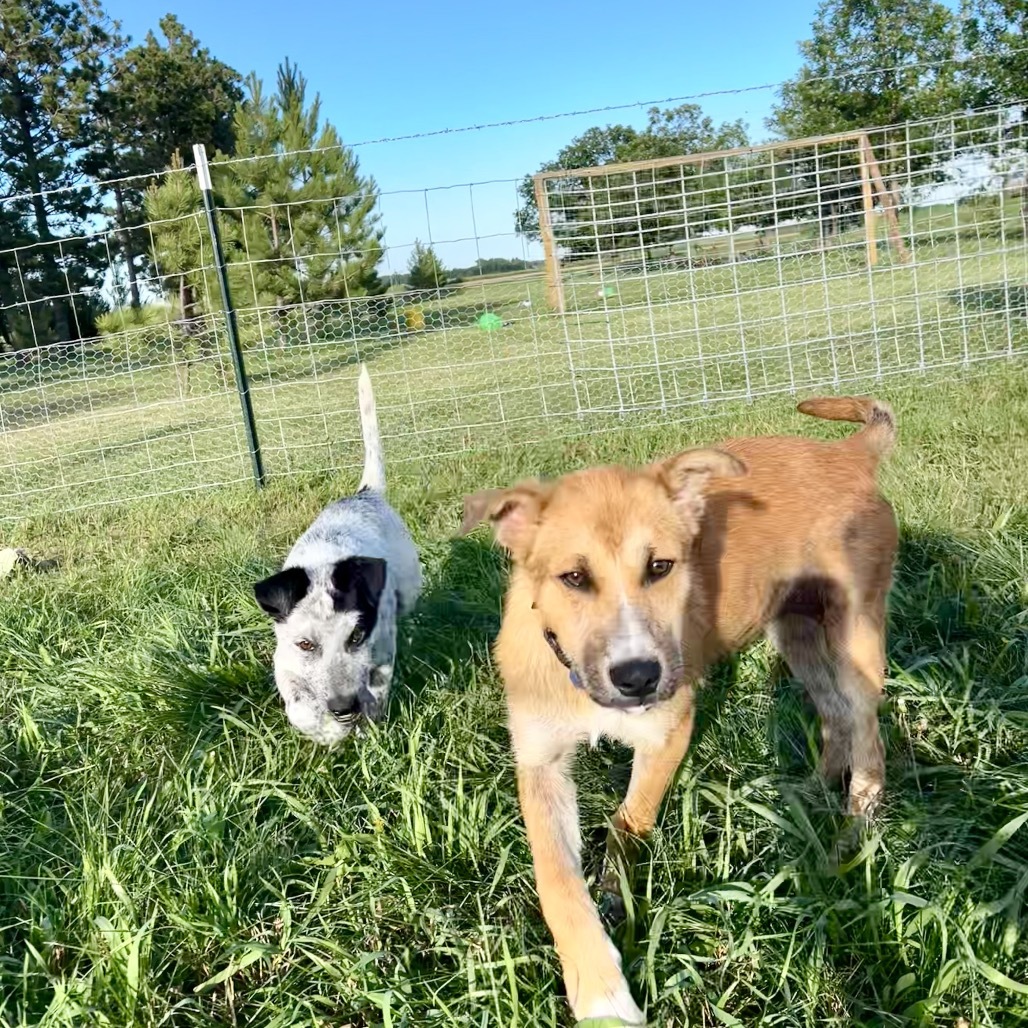 Holly, an adoptable Mixed Breed in Bismarck, ND, 58507 | Photo Image 3