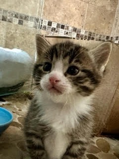 Luca
