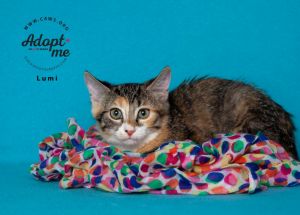 Lumi, Baby Female Domestic Short Hair
