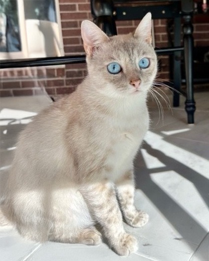 Elsa