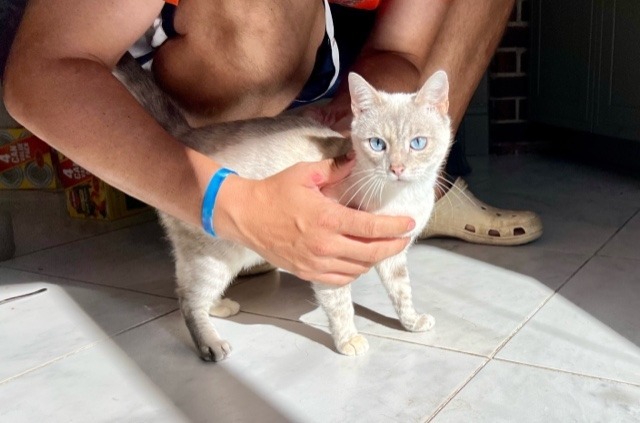 Elsa