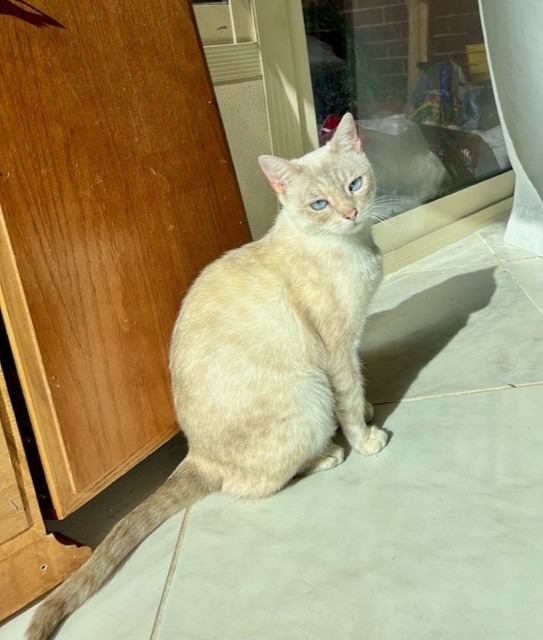 Elsa