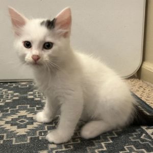 Victor, Baby Male Domestic Short Hair