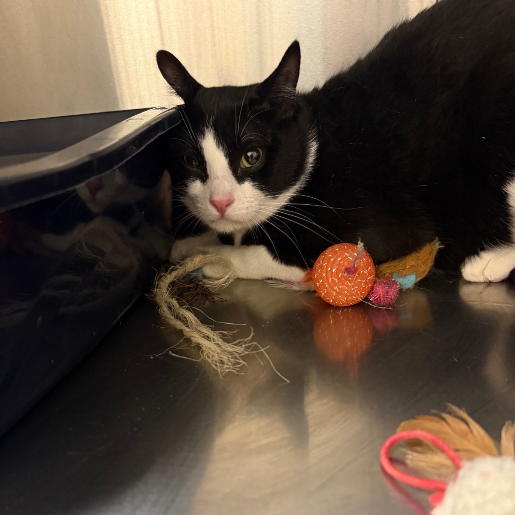 Figaro, an adoptable Domestic Short Hair in Cody, WY, 82414 | Photo Image 1