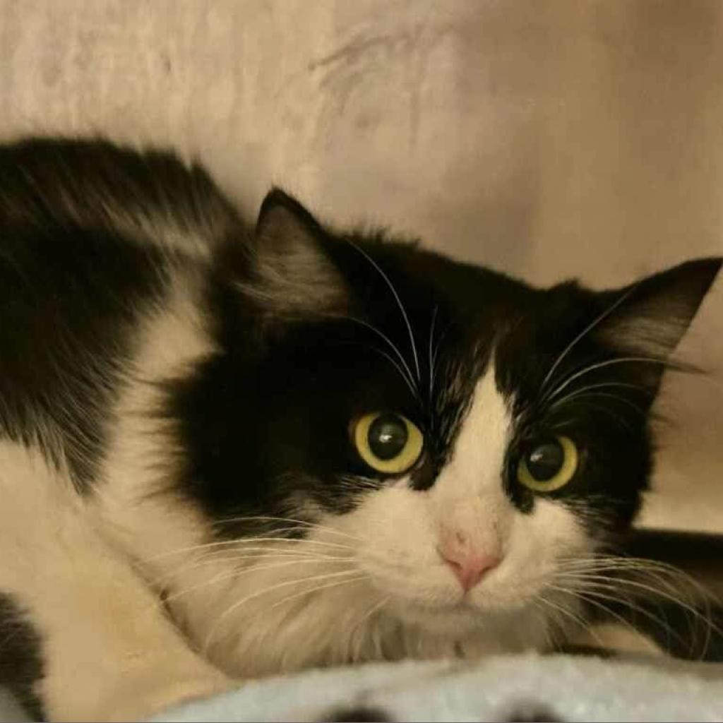 Sylvester