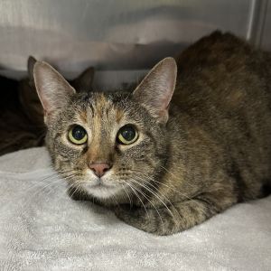 Misty, Young Female Domestic Short Hair