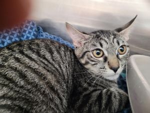 Sparkle - Petsmart Plantation, Young Female Domestic Short Hair