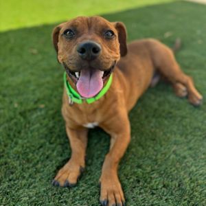 Puppertot, Young Male Dachshund