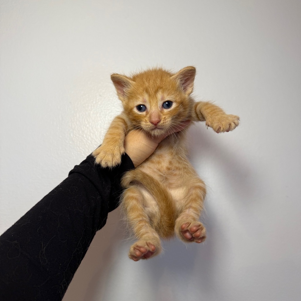 Simba