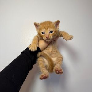 Simba, Baby Male Domestic Short Hair