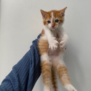 Laguna, Baby Female Domestic Short Hair