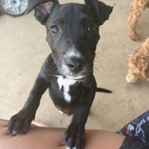 Eden, Baby Female Mixed Breed