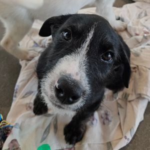 Samson, Baby Male Mixed Breed