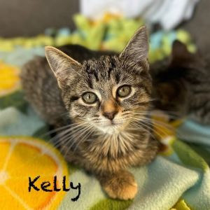 Kelly, Baby Female Domestic Short Hair