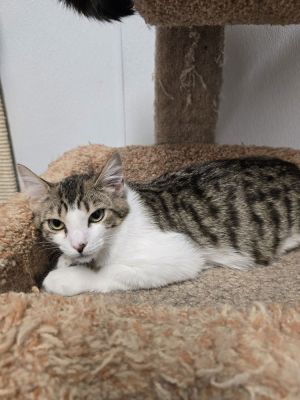 Teddy, Young Male Domestic Short Hair