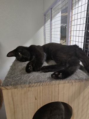 Ravella, Baby Female Domestic Short Hair