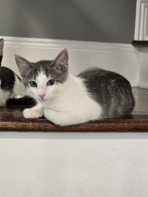 Ballerini, Baby Female Domestic Short Hair