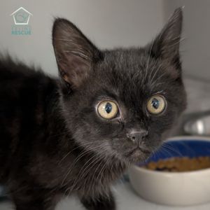 Kittens under 6 months old are adopted in pairs It is important for them to go to a home with