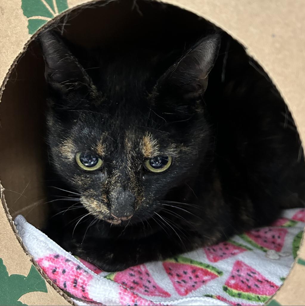Paisley, an adoptable Domestic Short Hair in Reno, NV, 89502 | Photo Image 1
